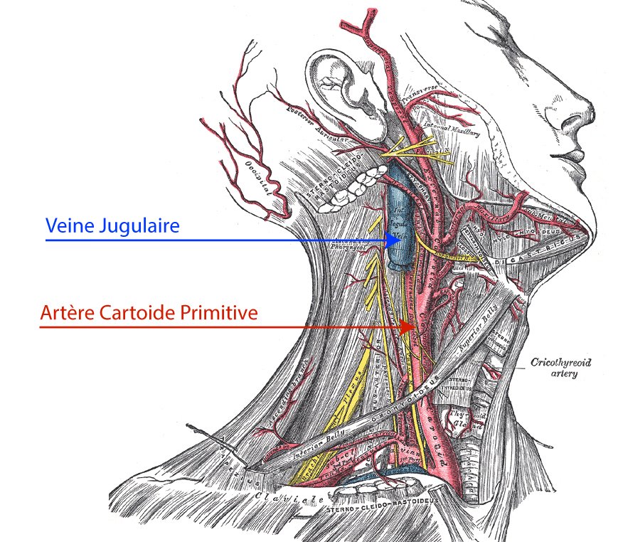 étranglement sanguin sur a veine jugulaire