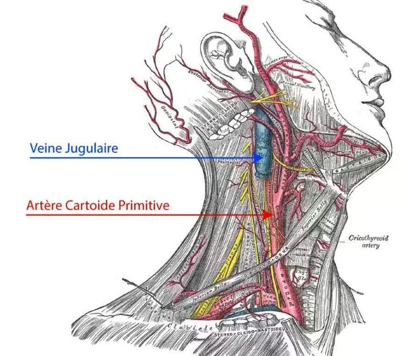 Illustration anatomique du cou montrant la veine jugulaire transportant le sang hors du cerveau et l’artère carotide commune acheminant le sang vers le cerveau.